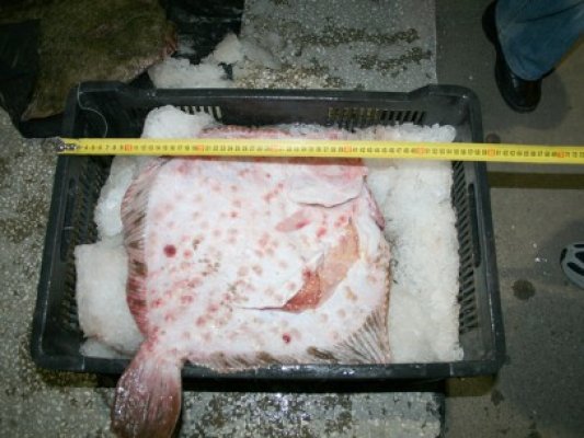 Peste 100 kilograme peşte, confiscate de poliţiştii de frontieră